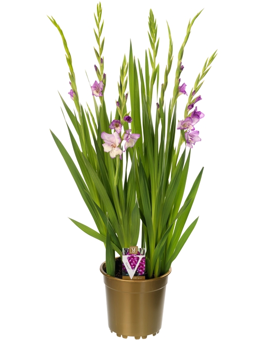 <h4>Gladiolus glamini naomi</h4>
