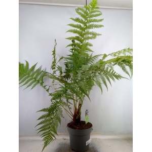 Dicksonia antarctica