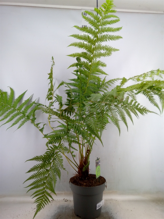 <h4>Dicksonia antarctica</h4>