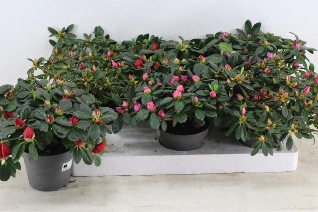 <h4>RHODO SI GEM</h4>