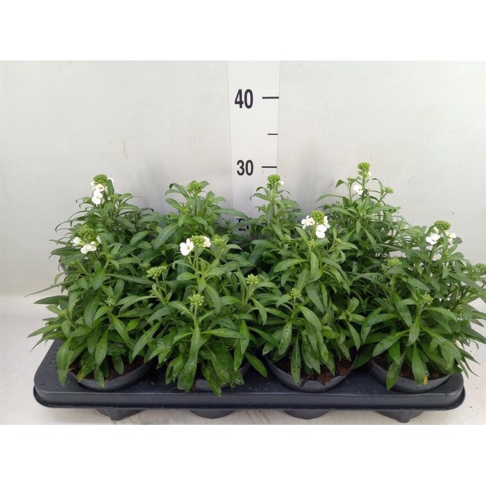 <h4>Erysimum  'Leya White'</h4>
