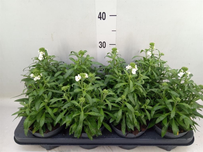 Erysimum  'Leya White'