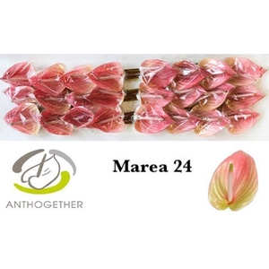 Anthurium Marea