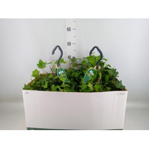 Hedera helix 'Wonder'