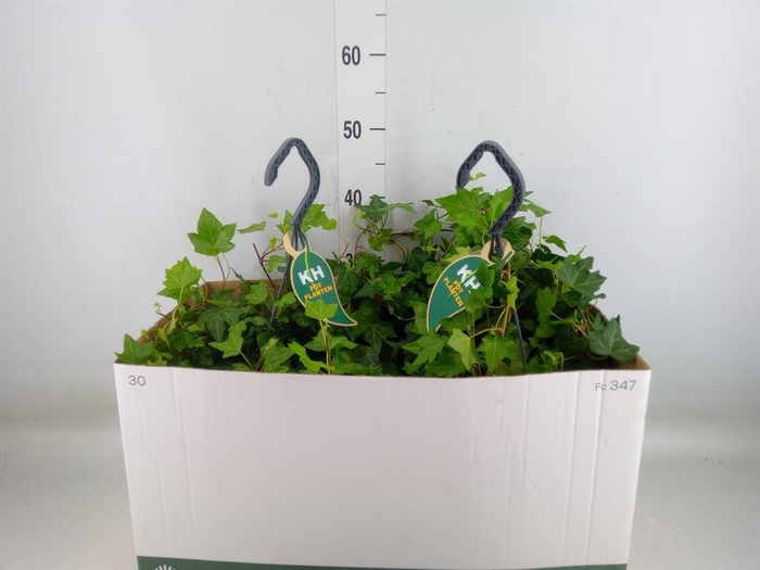 <h4>Hedera helix 'Wonder'</h4>