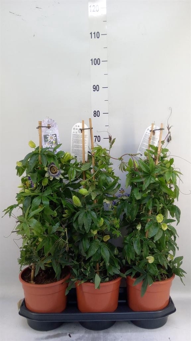 <h4>Passiflora caerul.</h4>