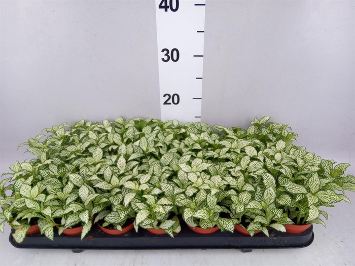 <h4>Fittonia  'Mosaic White Forest Fla'</h4>