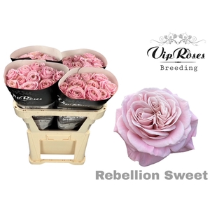 R GR REBELLION SWEET x40