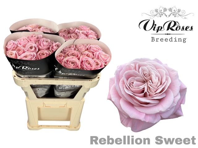 <h4>R GR REBELLION SWEET x40</h4>