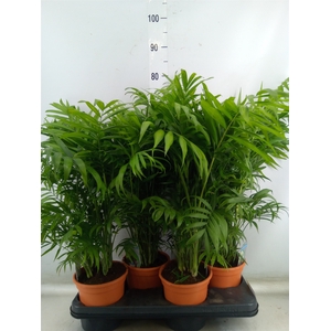 Chamaedorea elegans