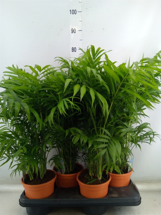 <h4>Chamaedorea elegans</h4>