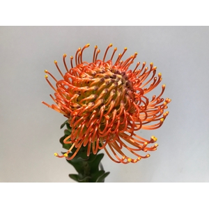 Leucospermum Succession