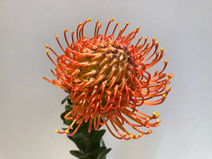 Leucospermum Succession
