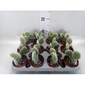 Opuntia microdasys 'Albispina'
