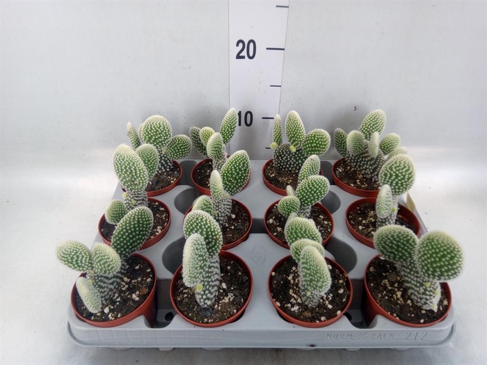 <h4>Opuntia microdasys 'Albispina'</h4>
