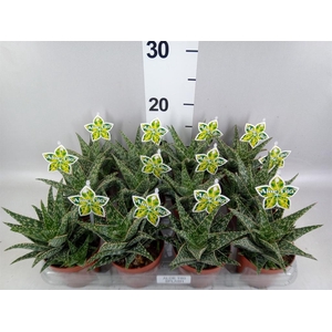 Aloe   ...