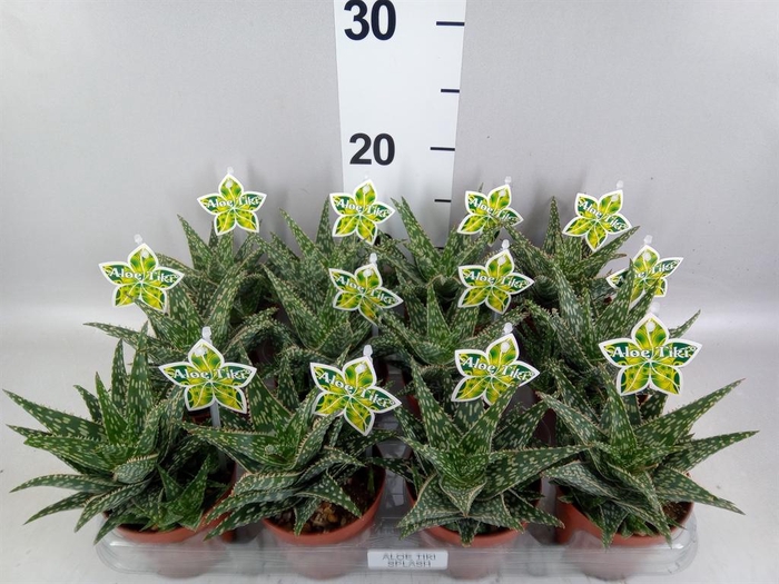 <h4>Aloe   ...</h4>
