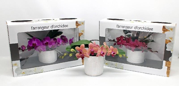 Arrangementen Phalaenopsis keramiek L'arrangeur D'orchidee, diverse kleuren