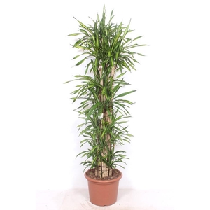 Dracaena Riki