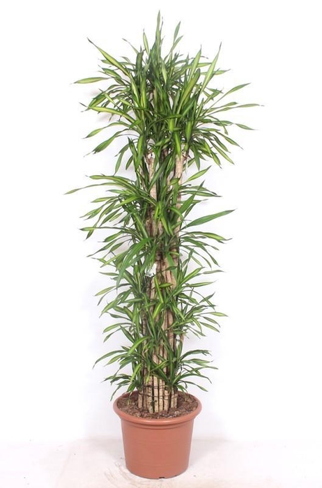 <h4>Dracaena Riki</h4>