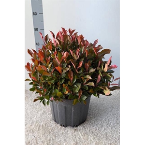 .Photinia fraseri little red robin