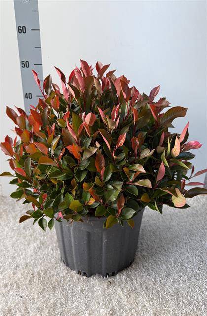 <h4>.Photinia fraseri little red robin</h4>