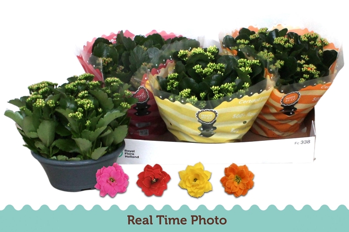 <h4>KAL GE GEM 4 KL</h4>