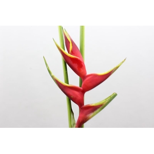 Heliconia Richmond