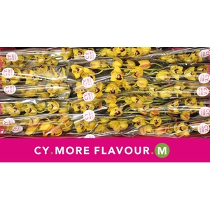 Cymbidium Vera