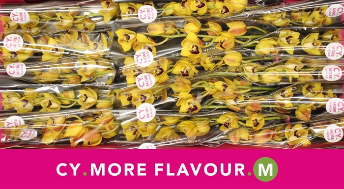 <h4>Cymbidium Vera</h4>