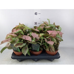 Syngonium podop.