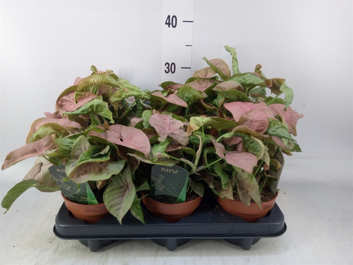 <h4>Syngonium podop.</h4>