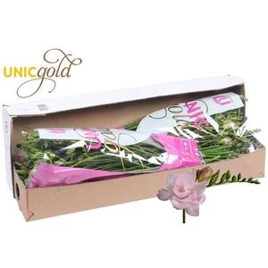 FREESIA DU HONEYMOON UG BARENDSE -