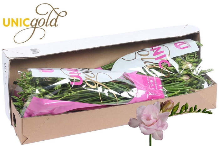 <h4>FREESIA DU HONEYMOON UG BARENDSE -</h4>