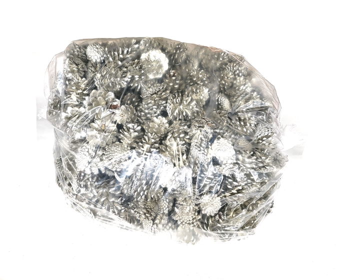 Pine cone 10 kg in bag Platina