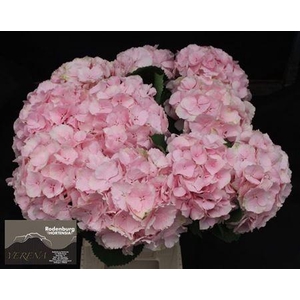 Hydr M Ch Verena Roze 60cm