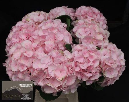 <h4>Hydr M Ch Verena Roze 60cm</h4>