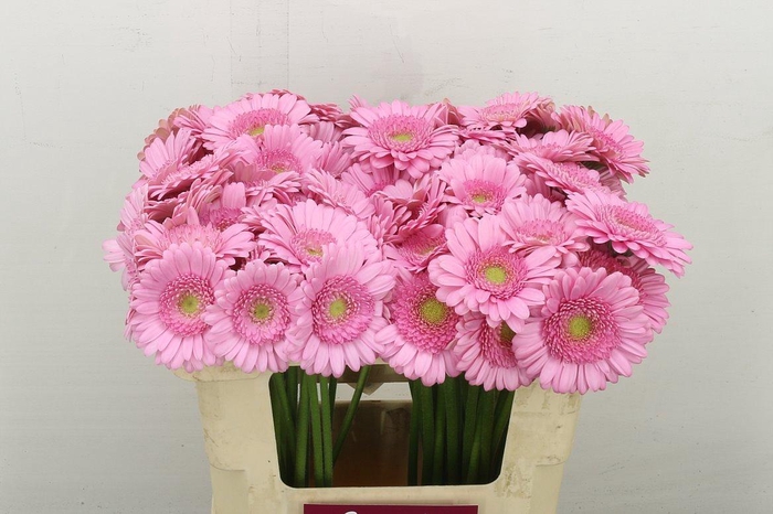 <h4>Ge. Mi Kimsey</h4>