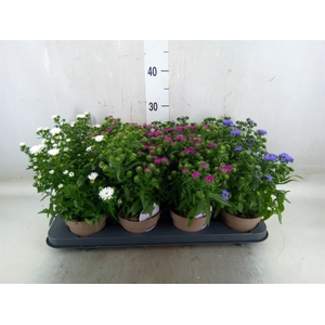Aster  'Crown'   ...mix