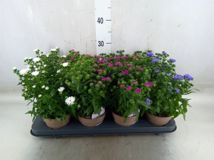 <h4>Aster  'Crown'   ...mix</h4>