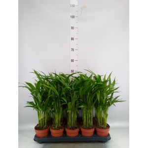 Dypsis lutescens   ...Chrysalidoca
