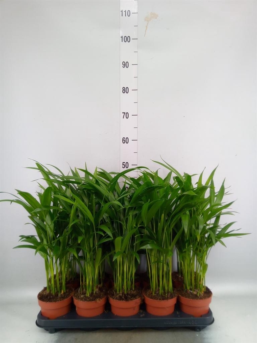 Dypsis lutescens   ...Chrysalidoca