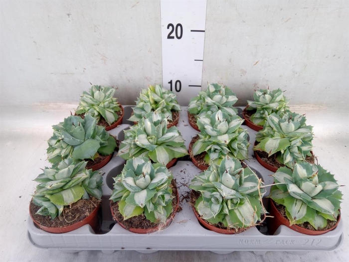 <h4>Agave   ...</h4>