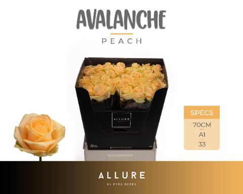 <h4>Rosa large peach avalanche+ Allure</h4>