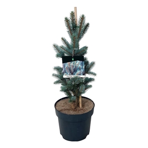 Picea pung. 'Iseli Fastigiate'