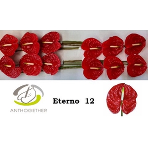Anthurium andr. 'Eterno'