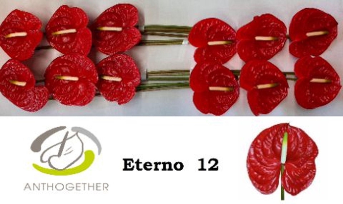 <h4>Anthurium andr. 'Eterno'</h4>