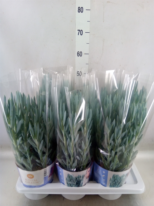<h4>Curio ficoides 'Mount everest'</h4>