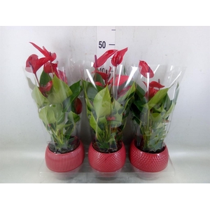 Anthurium  'Banderola Lava'