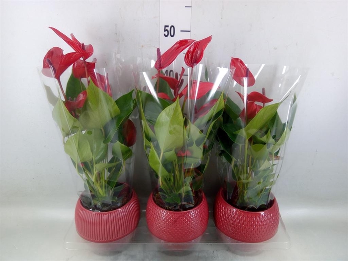 <h4>Anthurium  'Banderola Lava'</h4>